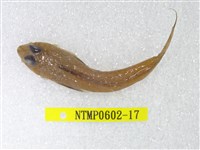 藏品(絲鰭斜棘(魚銜))的圖片